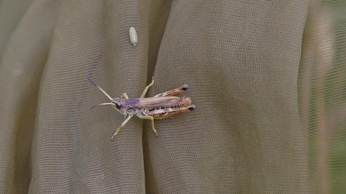 Réf. 189 911 : Pseudochorthippus parallelus parallelus